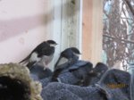Diego, Sid und Betty IMG_3180.JPG