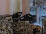 Diego, Sid und Betty IMG_3288.JPG