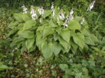 gr.Hosta.JPG