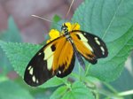 K1024_Heliconius ismenius.JPG K1024_Heliconius ismenius.JPG