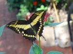 K1024_Papilio cresphontes.JPG