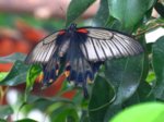 K1024_Papilio lowi.JPG
