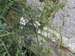 Sid IMG_3612.JPG