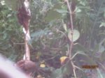 Fussel IMG_3795.JPG
