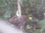 Fussel IMG_3797.JPG