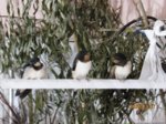 Moritz, Schwalbi und Mecki IMG_3788.JPG