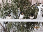 Moritz, Schwalbi und Mecki IMG_3789.JPG