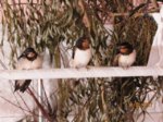 Moritz, Schwalbi und Mecki IMG_3790.JPG
