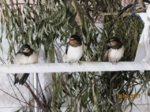 Moritz, Schwalbi und Mecki IMG_3791.JPG