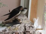 Trixie und Sid IMG_3742.JPG