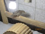Fussel IMG_3817.JPG