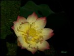 Lotusblüte1.jpg
