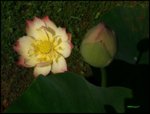 Lotusblüte2.jpg
