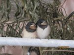 Adlerchen und Falke IMG_4349.JPG