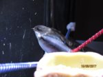 Sid IMG_4400.JPG