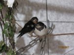 Adlerchen und Falke IMG_4488.JPG