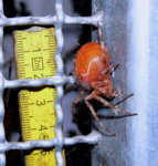 Araneus quadratus Clerck.jpg