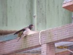 Adlerchen und Falke IMG_4894.JPG