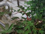 Fussel Suchild IMG_4935.JPG