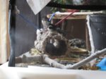 Trixie, Falke, Sid und Fiete IMG_5350.JPG