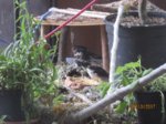 Trixie, Sid und Fiete IMG_5437.JPG