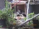 Trixie, Sid und Fiete IMG_5438.JPG