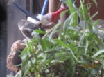 Fiete IMG_5448.JPG
