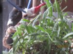 Fiete IMG_5449.JPG
