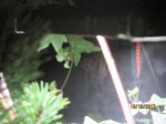 Fussel IMG_5456.JPG