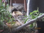 Sid IMG_5447.JPG