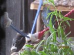 Trixie und Fiete IMG_5450.JPG