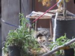 Trixie, Sid und Fiete IMG_5445.JPG