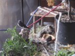 Trixie, Sid und Fiete IMG_5462.JPG