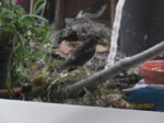 Trixie, Sid und Fiete IMG_5468.JPG