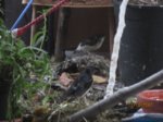 Trixie, Sid und Fiete IMG_5469.JPG
