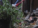 Trixie, Sid und Fiete IMG_5470.JPG