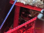 Sid und Fiete IMG_5518.JPG