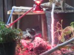 Trixie, Sid und Fiete IMG_5481.JPG