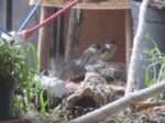 Trixie, Sid und Fiete IMG_5496.JPG
