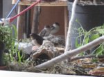 Trixie, Sid und Fiete IMG_5498.JPG