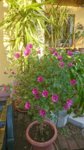DSC_1720.JPG