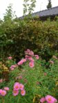 DSC_1697.JPG
