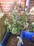 Amberbaum 2017-10-03 009.jpg