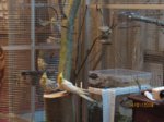 Nymphis IMG_6910.JPG Nymphis IMG_6910.JPG