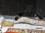 Überwinterer IMG_7567.JPG
