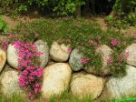 Garten 01_05_2008_25k.JPG