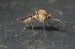 aedes7.jpg