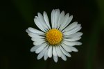 DSC04773_Gaensebluemchen.JPG DSC04773_Gaensebluemchen.JPG