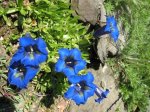 Gentiana acaulis.jpg