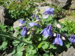 Aquilegia discolor.jpg